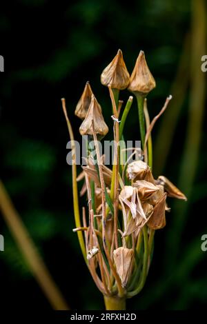 Barshaw RHS BEAN TRIALS Flowers & Pet Memoreial Garden 2023 Stockfoto