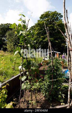 Barshaw RHS BEAN TRIALS Flowers & Pet Memoreial Garden 2023 Stockfoto