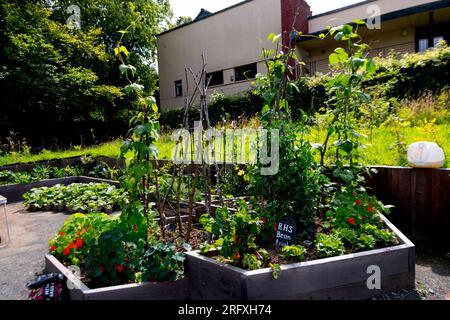 Barshaw RHS BEAN TRIALS Flowers & Pet Memoreial Garden 2023 Stockfoto