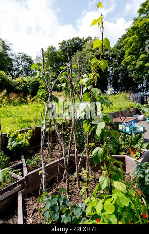 Barshaw RHS BEAN TRIALS Flowers & Pet Memoreial Garden 2023 Stockfoto