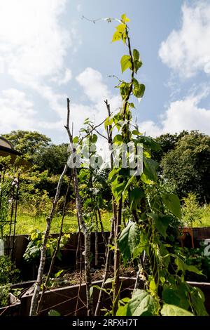 Barshaw RHS BEAN TRIALS Flowers & Pet Memoreial Garden 2023 Stockfoto