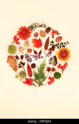 Herbstflora und -Fauna Thanksgiving-Design mit Blättern, Blumen, Nüssen, Beerenfrüchten auf cremefarbenem Hintergrund. Saisonale Zusammensetzung für Grußkarte, l Stockfoto