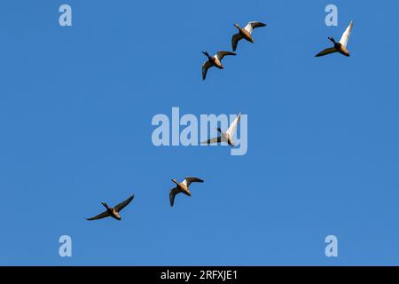 Ein kleiner Schwarm von Canada Gänes überquert den Liberty Loop Trail im Wallkill River National Wildlife Refuge am 28. April 2022. Stockfoto