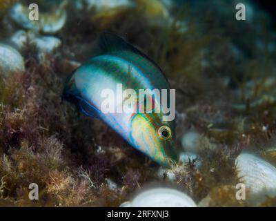 Okellierte Rasse (Symphodus ocellatus), männliche Fische auf schwarzem Hintergrund Stockfoto