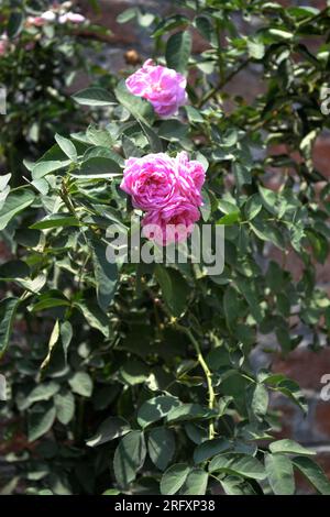 Dunkelrosa Strauchrose (Rosa) Gabriel Eiche blüht auf einer Ausstellung im Mai. Stockfoto