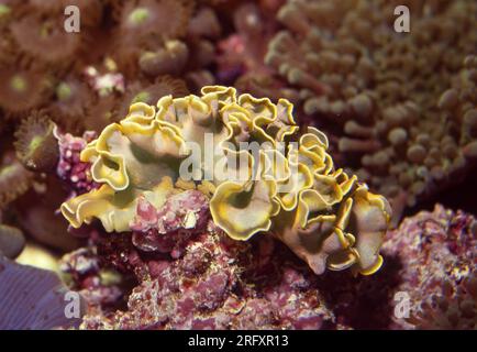 Kopfsalat-Schnecke (Elysia crispata). Aquariumfoto. Stockfoto