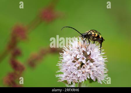 Langer Hornkäfer Strangalia maculata, schwarzer Körper mit gelben Markierungen auf Elytra und Beinen lange segmentierte Antennen elytra, die sich auf der Rückseite des langen Körpers verjüngen Stockfoto