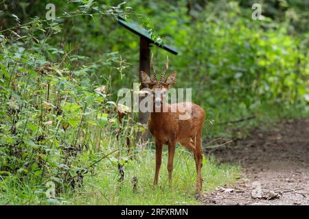 Rotwild-Hirsch Capreolus, männlicher Wildhirsch mit verzweigten und gekräuselten Geweihen Sommersaison uk rötlich-braunes Fell schwarze Nase weißes Kinn in bewaldetem Gebiet Stockfoto