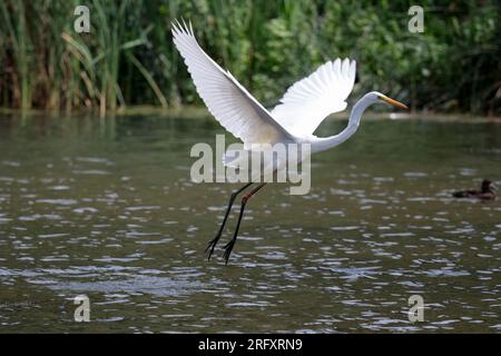 Großer weißer Reiher Ardea alba, großer Reiher wie Watvögel weißer Gefieder Dolch wie gelber Schirm lange schwarze Beine und langer Hals im Flug über den britischen See Stockfoto