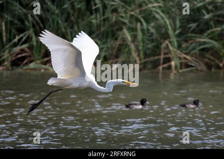 Großer weißer Reiher Ardea alba, großer Reiher wie Watvögel weißer Gefieder Dolch wie gelber Schirm lange schwarze Beine und langer Hals im Flug über den britischen See Stockfoto