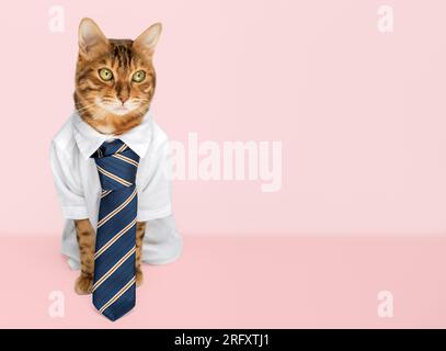 Geschäftskatze in einem Hemd mit Krawatte auf pinkfarbenem Hintergrund. Speicherplatz kopieren. Stockfoto