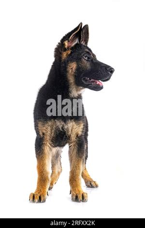 Junger deutscher Schäferhund vor weißem Hintergrund Stockfoto