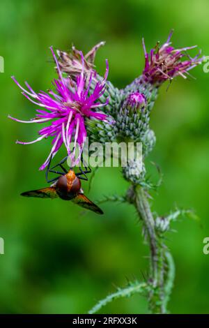 Eine Makroaufnahme eines weiblichen Hoverfly Volucella pellucens, das im Spätsommer auf einer Distelblume nektarisiert wurde Stockfoto