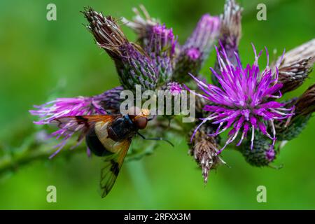 Eine Makroaufnahme eines weiblichen Hoverfly Volucella pellucens, das im Spätsommer auf einer Distelblume nektarisiert wurde Stockfoto