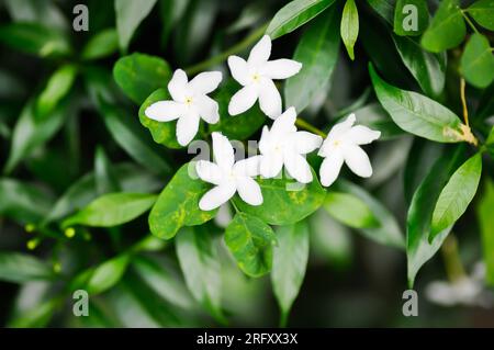 Tabernaemontana pandacaqui Lam, APOCYNACEAE oder Gardenia jasminoides oder Gerdenia Blume oder weiße Blume Stockfoto