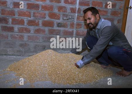 Indischer Landwirt mischt Dünger zu Weizen vor der Aussaat, behandelte Weizensamen, Desinfektionsmittel. Stockfoto