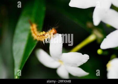 Tabernaemontana pandacaqui Lam, APOCYNACEAE oder Gardenia jasminoides oder Gerdenia Blume oder weiße Blume und Wurm Stockfoto