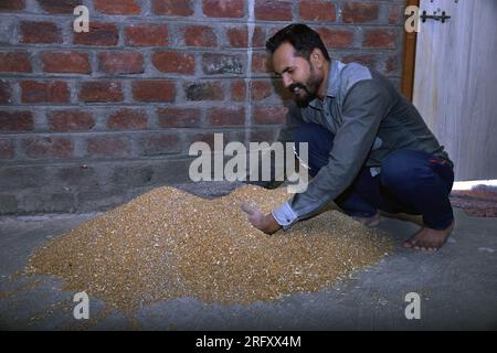 Indischer Landwirt mischt Dünger zu Weizen vor der Aussaat, behandelte Weizensamen, Desinfektionsmittel. Stockfoto