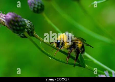 Makro einer hängenden weißen, flauschigen, gestreiften Hummel Bombus lucorum, die im Sommer auf einer weißen und violetten Blumenklette sitzt und Pollen sammelt Stockfoto