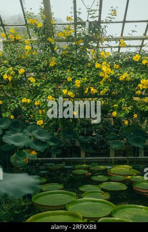 Santa Cruz Wasserlilie auf Wasser unter hellem Licht und andere Pflanzen im botanischen Garten. Wunderschöne tropische Natur in einem Gewächshaus von Krakau, Polen Stockfoto