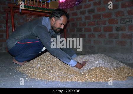 Indischer Landwirt mischt Dünger zu Weizen vor der Aussaat, behandelte Weizensamen, Desinfektionsmittel. Stockfoto