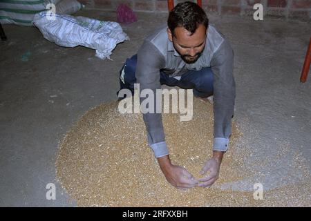 Indischer Landwirt mischt Dünger zu Weizen vor der Aussaat, behandelte Weizensamen, Desinfektionsmittel. Stockfoto