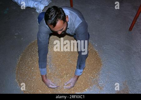 Indischer Landwirt mischt Dünger zu Weizen vor der Aussaat, behandelte Weizensamen, Desinfektionsmittel. Stockfoto