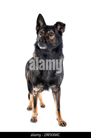Schäferhund vor weißem Hintergrund Stockfoto
