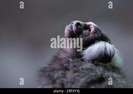 Ein gewöhnlicher Büscheläffchen (Callithrix jacchus), auch bekannt als Weißtuftäffchen oder Weißtuftäffchen Stockfoto