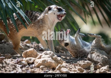 Zwei Erdmännchen (Suricata suricatta), auch bekannt als suricate, die sich gegenseitig beißen Stockfoto