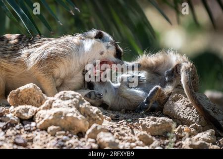 Zwei Erdmännchen (Suricata suricatta), auch bekannt als suricate, die sich gegenseitig beißen Stockfoto