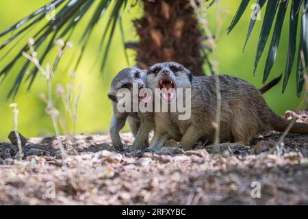 Zwei Erdmännchen (Suricata suricatta), auch bekannt als suricate, die sich gegenseitig beißen Stockfoto