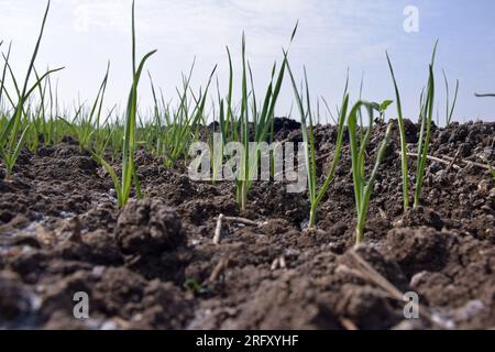 Auf den Feldern angebaute Knoblauchplantagen aus biologischem Anbau. Kleine Knoblauchpflanze. Knoblauchpflanzen auf dem Boden. Nahaufnahme der frühen Knoblauchpflanzen auf dem Boden Stockfoto