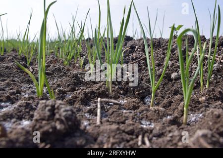 Auf den Feldern angebaute Knoblauchplantagen aus biologischem Anbau. Kleine Knoblauchpflanze. Knoblauchpflanzen auf dem Boden. Nahaufnahme der frühen Knoblauchpflanzen auf dem Boden Stockfoto