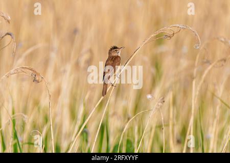 Großer Schilfstecher, Acrocephalus arundinaceus. Ein Vogel sitzt auf einem Schilfstiel am Fluss Stockfoto
