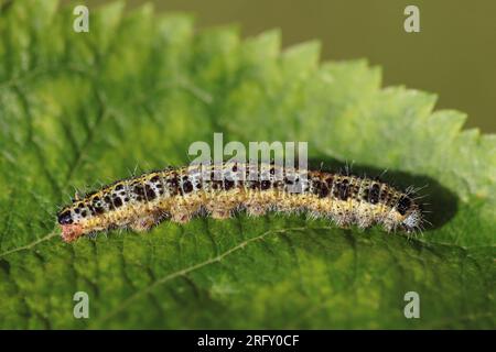 Große weiße Pieris brassicae Raupe Stockfoto