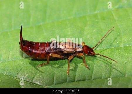 Gemeinsame Earwig Forficula auricularia Männlich Stockfoto