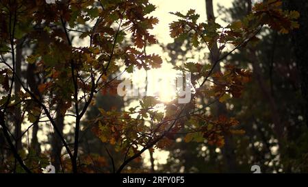 Nahaufnahme, Sonnenuntergang im vergilbten Herbstwald. Mehrfarbige Eichenblätter flattern im Wind gegen die Sonne. Hochwertiges Foto Stockfoto