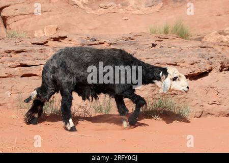 Schwarze Beduinenbeine, Wadi Rum, Jordanien Stockfoto