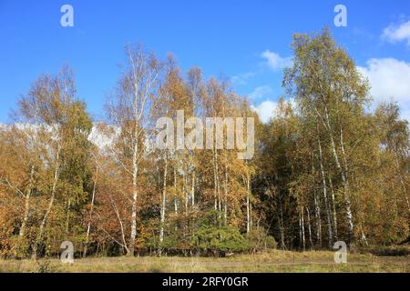 Herbstfarben der Silver Birch Trees im Marford Quarry Nature Reserve, Clwyd, Wales Stockfoto
