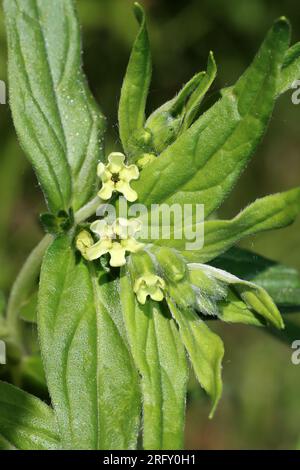 Gromwell Lithospermum officinale Stockfoto