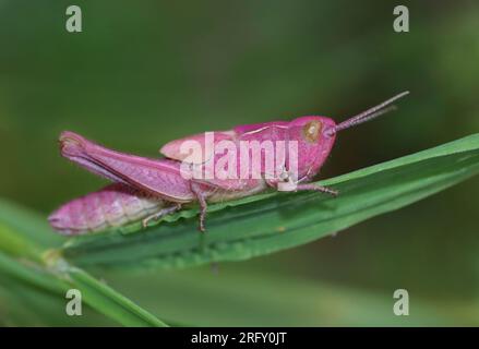 Pink Meadow Grashüpfer Nymphe. Stockfoto