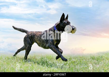 Niederländisches Schäfertraining in der Natur für Gehorsam Stockfoto