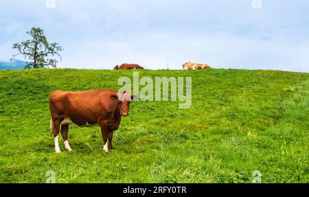 Braune Kuh in der Kamera, Herde auf Weide in den Alpen, Schweiz. Idyllische Landschaft mit süßen Kühen auf grünem, frischem Gras im Sommer Stockfoto
