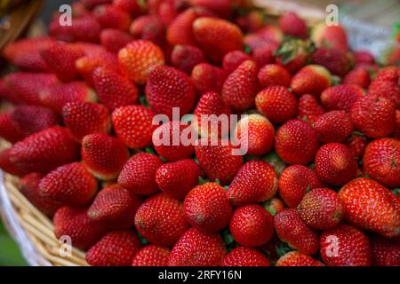 Hintergrund aus erntefrischen Erdbeeren direkt über Stockfoto