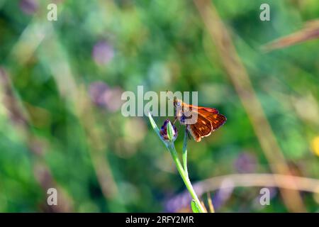 Ein kleiner Schmetterling auf einer Pflanze mit grünem Hintergrund. Stockfoto