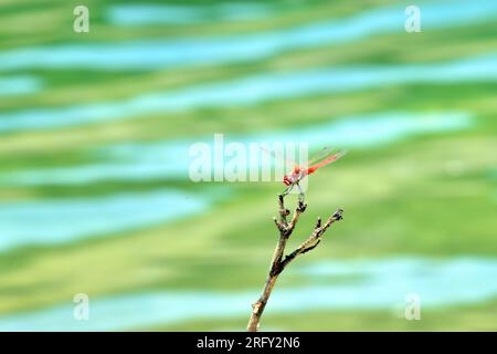 Eine rote Libelle, hoch oben auf einem dünnen Ast am Wasser. Stockfoto