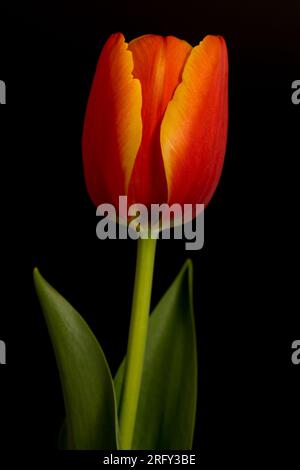 Rote Tulpe auf schwarzem Hintergrund. Stockfoto