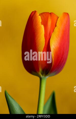 Rote Tulpe auf gelbem Hintergrund. Stockfoto