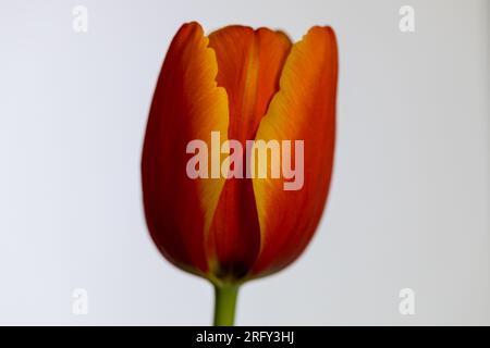 Rote Tulpe auf weißem Hintergrund. Stockfoto